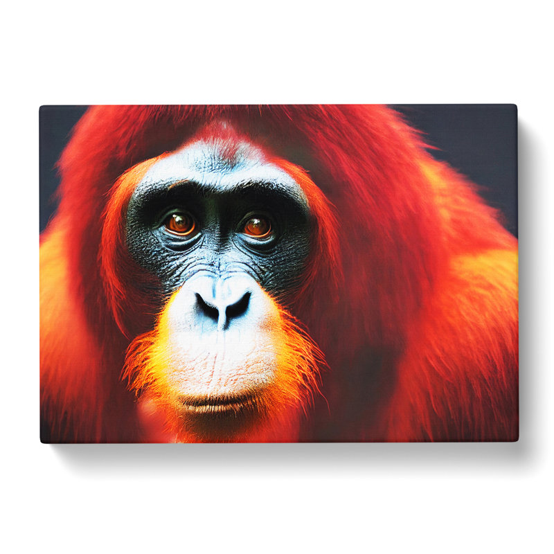 Enlivening Orangutan - Wrapped Canvas, 50cm H x 76cm W x 3cm D