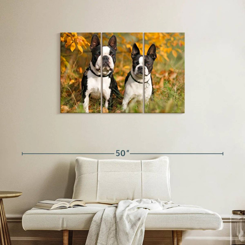 Boston Terrier Couple, H 24 po x l 38 po