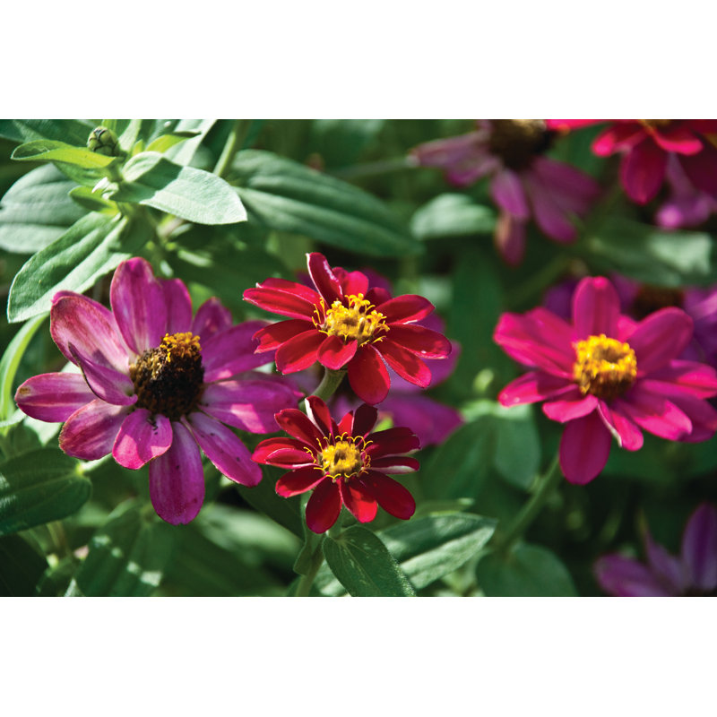 Magenta Wild Flowers - Wrapped Canvas Print, 30cm H x 46cm W x 3.8cm D