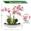 Runck Arrangement