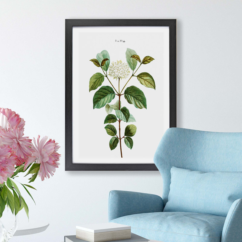 Dogwood Flowers by Pierre-Joseph Redoute - Single Picture Frame Painting, 45cm H x 63cm W x 2cm D, Black