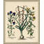 Besslers Hyacinthus Print