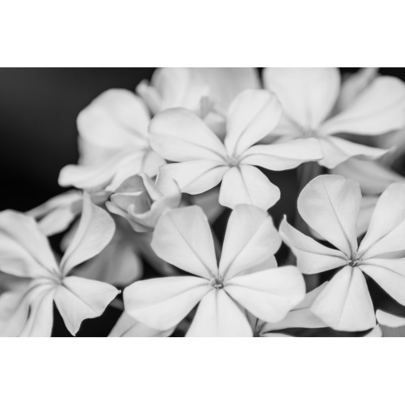 Botanical Under Cold Moonlight I by Eva Bane - Photograph, 51 cm H x 76 cm W, Wrapped Canvas