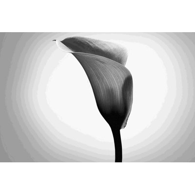 Études de lis Calla II