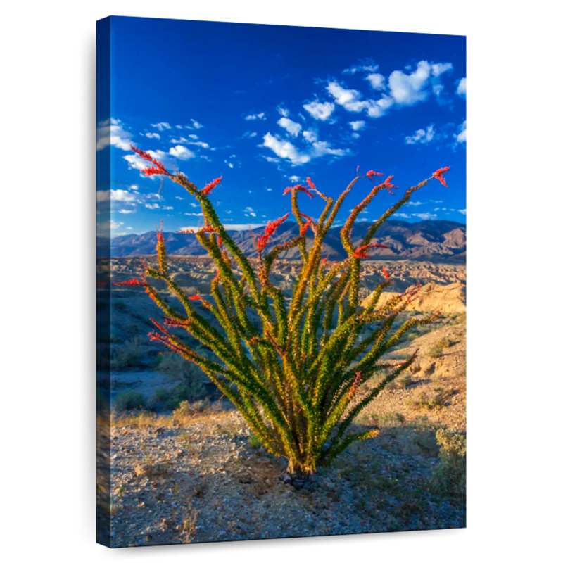 Harnek Ocotillo In Anza Borrego, 36" H x 24" W