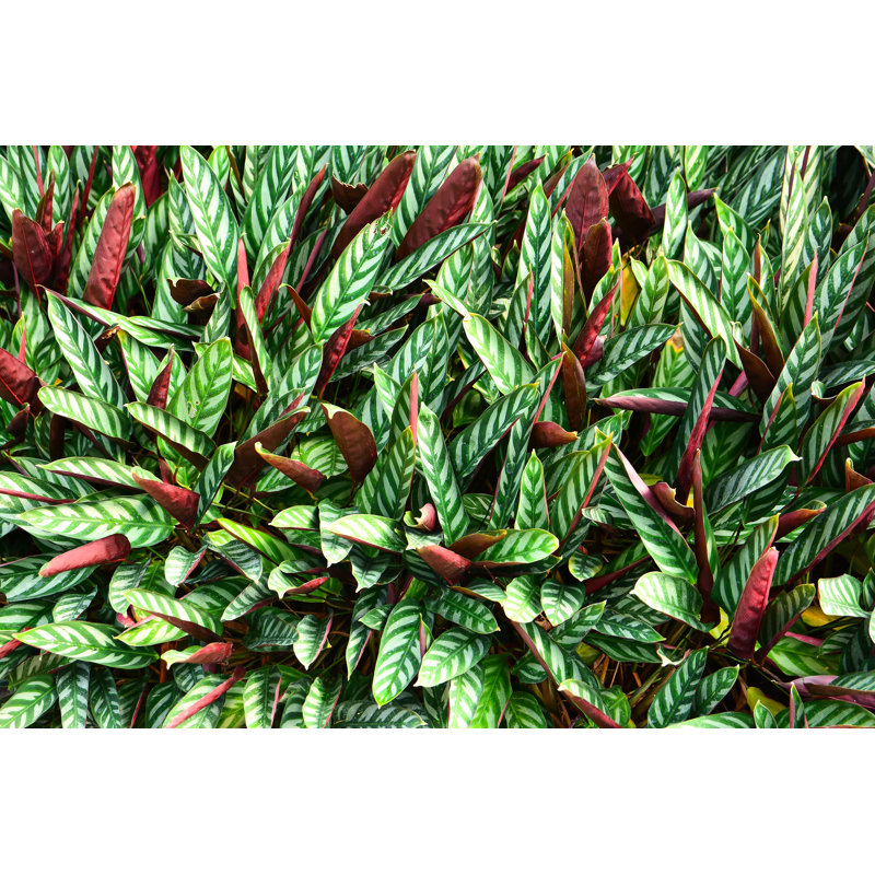 Calathea Leaves Plant - Photographie sur toile tendue, H 8 po x l 12 po