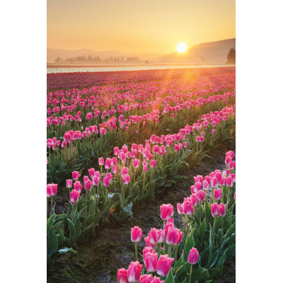 Tulipes de Skagit Valley II