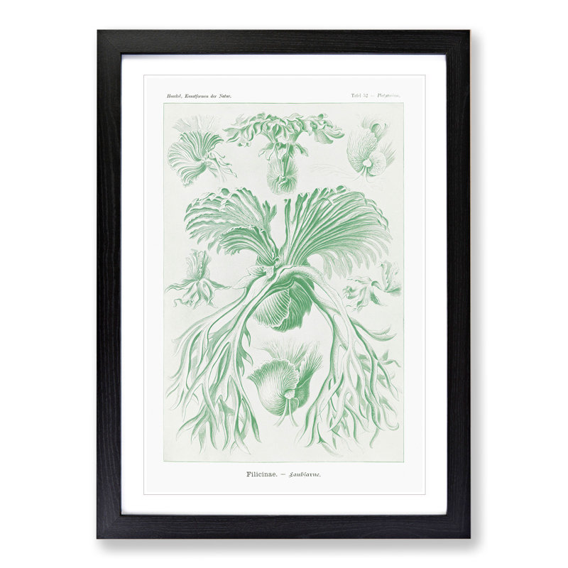 Ferns Vol.2 by Ernst Haeckel - Picture Frame Painting, Black Framed, 48cm H x 36cm W x 2cm D
