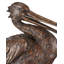 Pelican Bronze