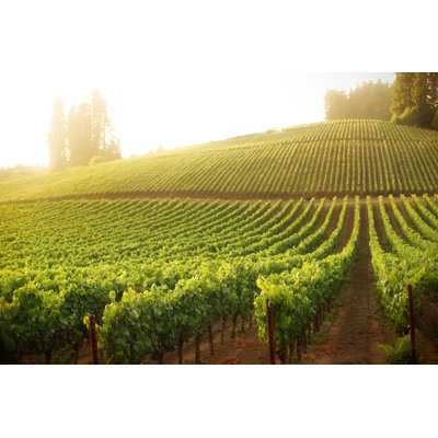 Vineyard On A Hillside At Sunrise by Donald_gruener - Wrapped Canvas Print