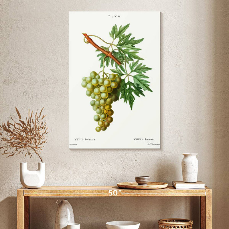 Yarlin Grape Vine - Vitis Laciniata, 24" H x 16" W