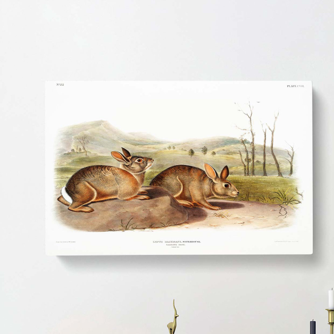 Bachmans Hares by J.W. Audubon - Wrapped Canvas