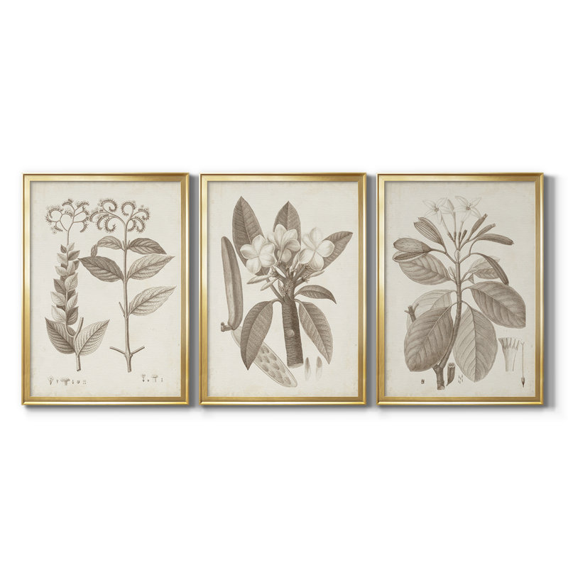 Antique sépia botanicals VI - Toile tendue avec châssis sur mesure - 3 pièces, H 15 po x l 19 po, Doré