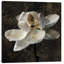 « magnolia ii », impression sur toile-20937365-72042584-72042589