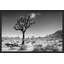 Joshua Tree 1 Print by Christopher Kennedy