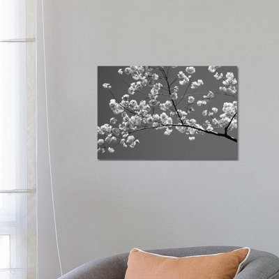 Cherry Blossoms Washington D.C. USA by Panoramic Images - Wrapped Canvas Print