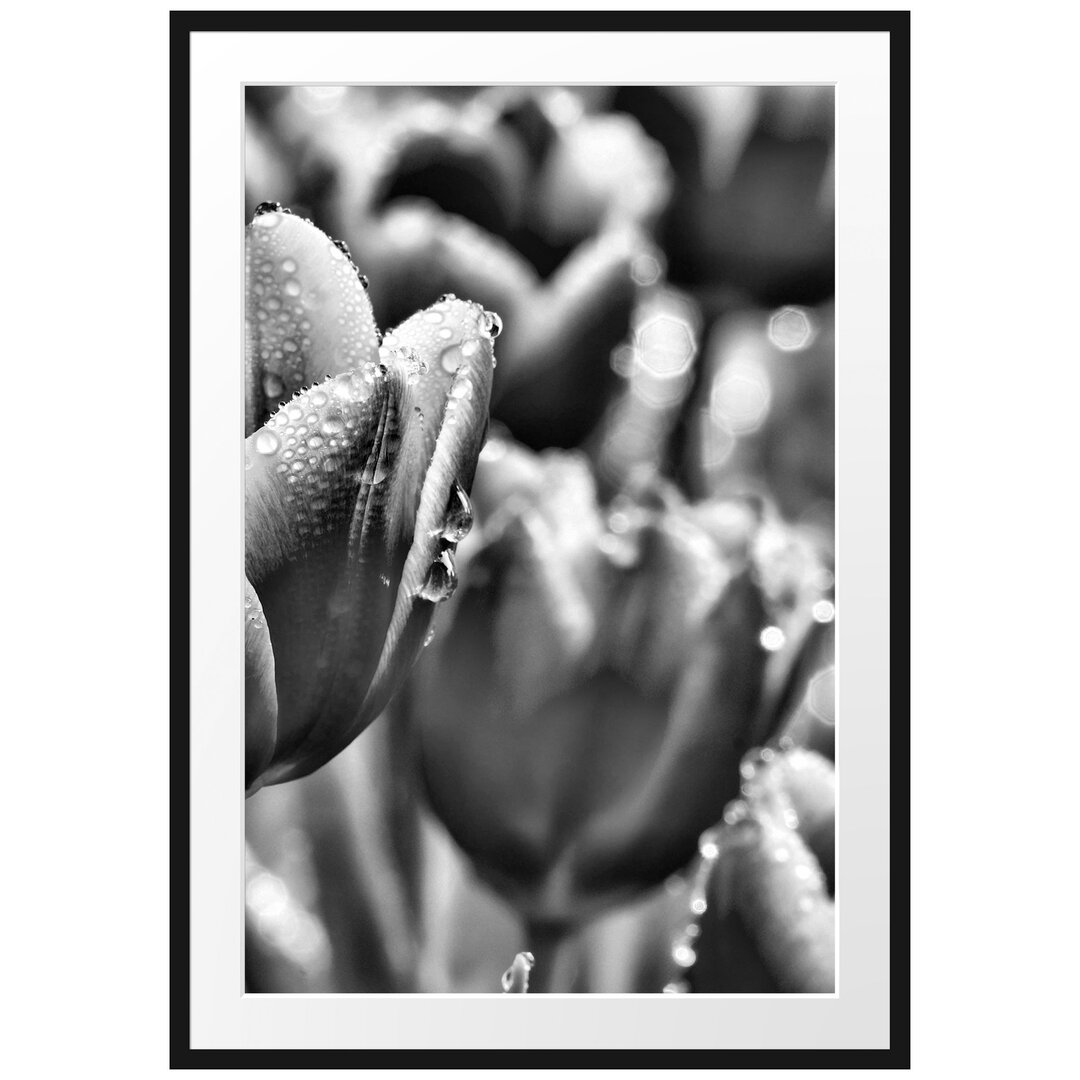 Gerahmtes Poster Tulpen mit Morgentau