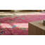 Hand Knotted Wool Area Rug in Pink