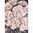 #VALUE!-481917596-420559586