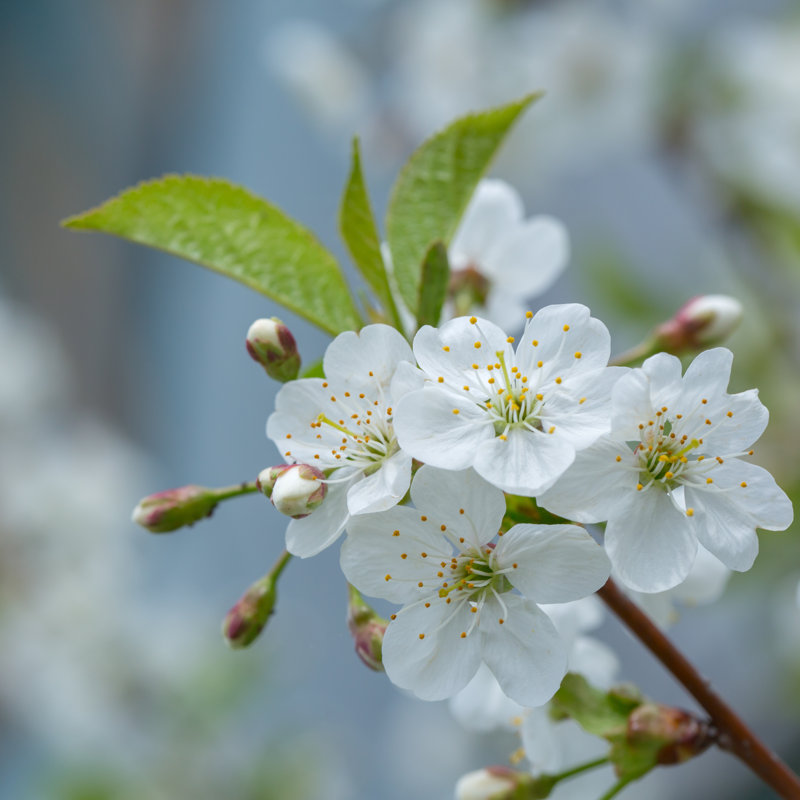 Barhill White Cherry Flowers - Wrapped Canvas Print, 91cm H x 91cm W 3.8cm D