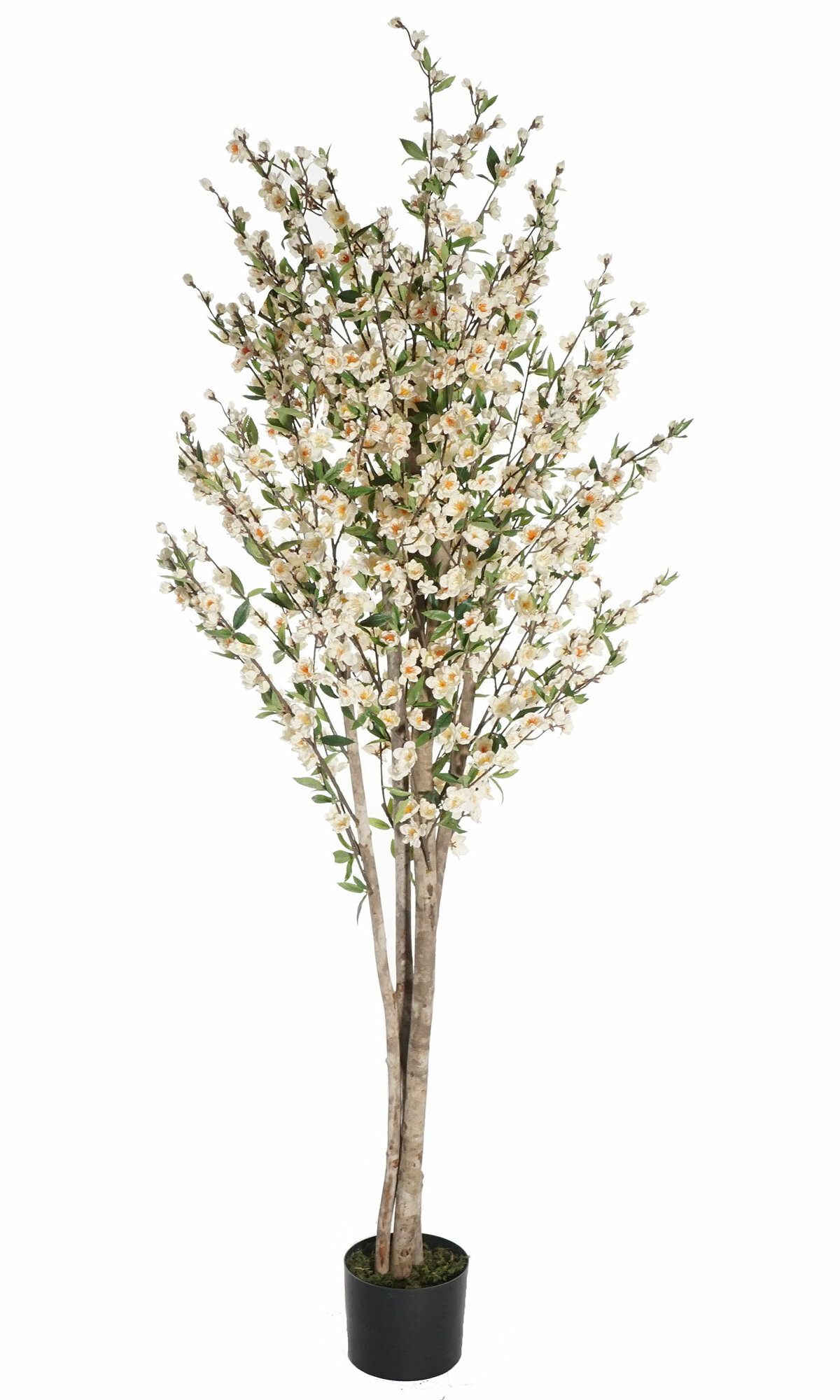 Gracie Oaks 6' Cherry Blossom Tree in Pot & Reviews | Wayfair