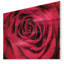 «Red Rose Petals with Rain Droplets», photographie-401517740-401517736