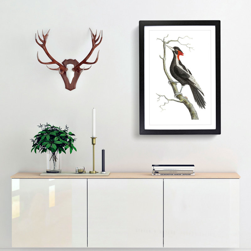 White-Billed Woodpecker by George Shaw - Framed Print, 36cm H x 27cm W x 2cm D, Black Framed