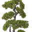 Panama Bonsai en pot