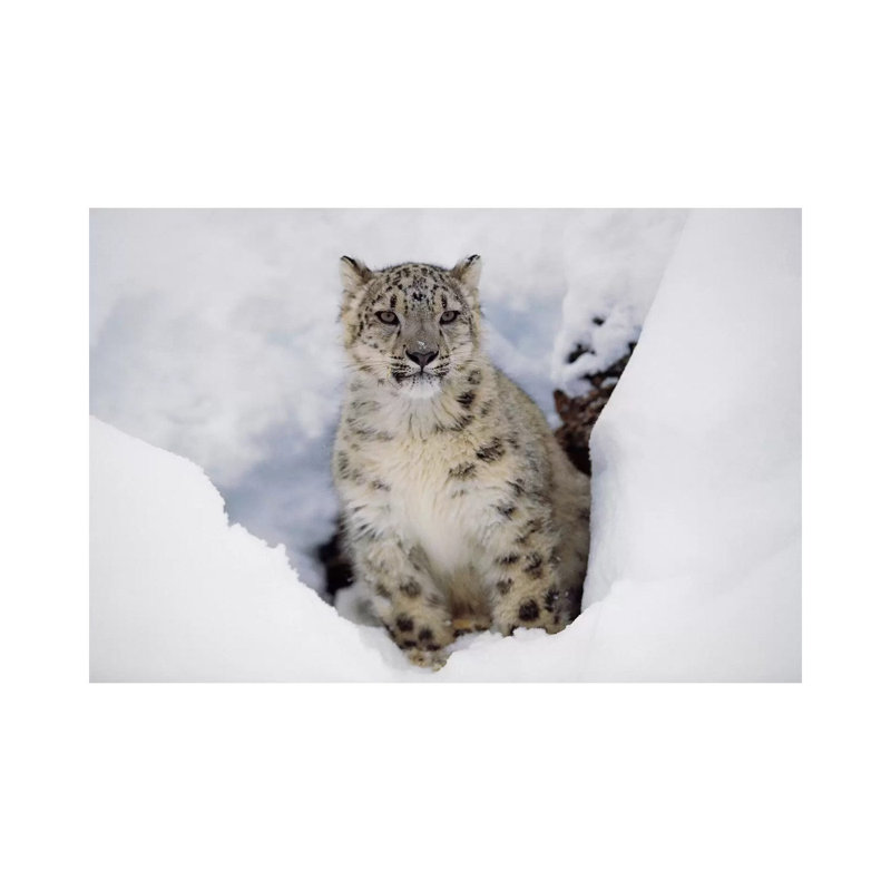 Snow Leopard in Snow, Native to Asia 1 Piece Wrapped Canvas Wall Art, 20.32 cm H x 30.48 cm W