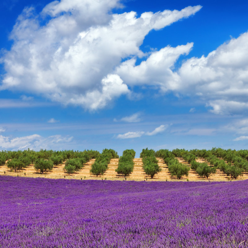 Lavender Field And Olive Trees by Mammuth - Wrapped Canvas Print, 51cm H x 51cm W