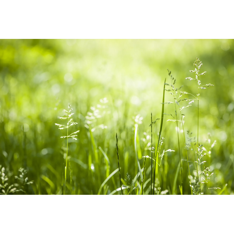 Green Grass Flowering by Elenathewise - Wrapped Canvas Print, 20cm H x 30cm W 3.8cm D