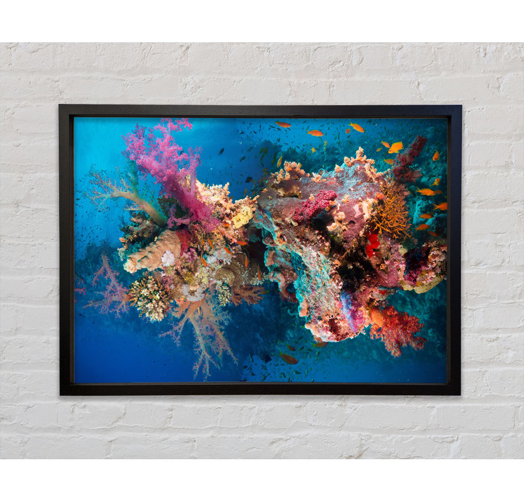 Coral Reef Habitat - Einzelner Bilderrahmen Kunstdrucke auf Leinwand