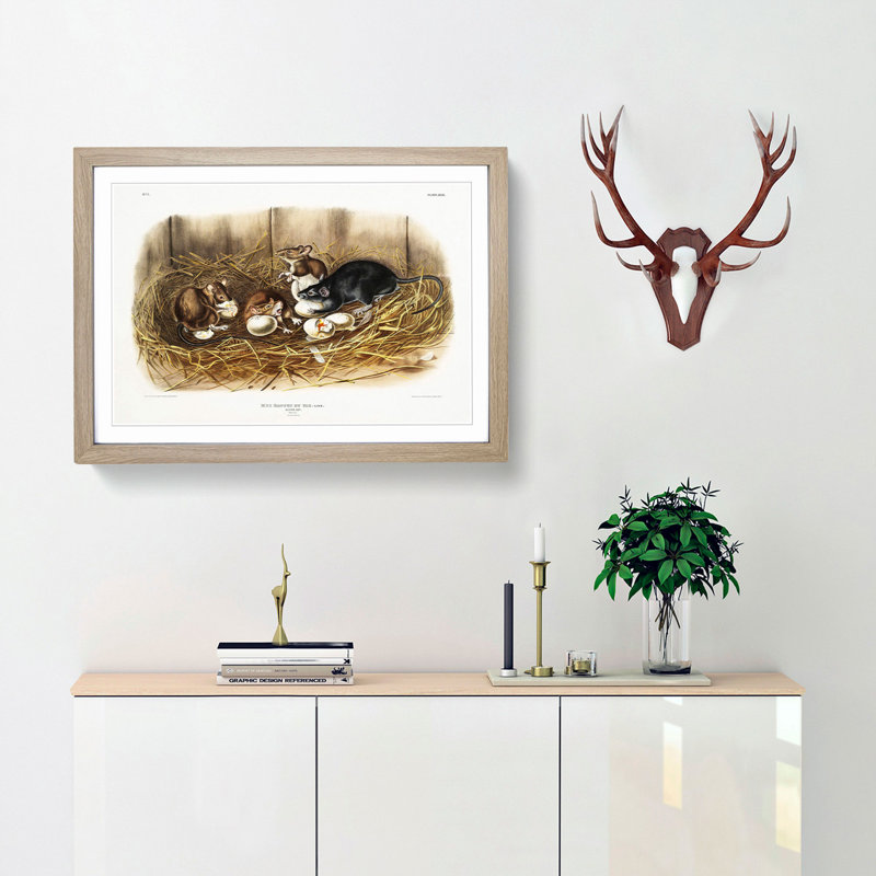 Black Rat by J.W. Audubon - Picture Frame Painting Print, Oak Framed, 27cm H x 36cm W x 2cm D