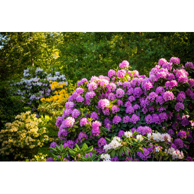 Rhododendron Plants - Wrapped Canvas Print