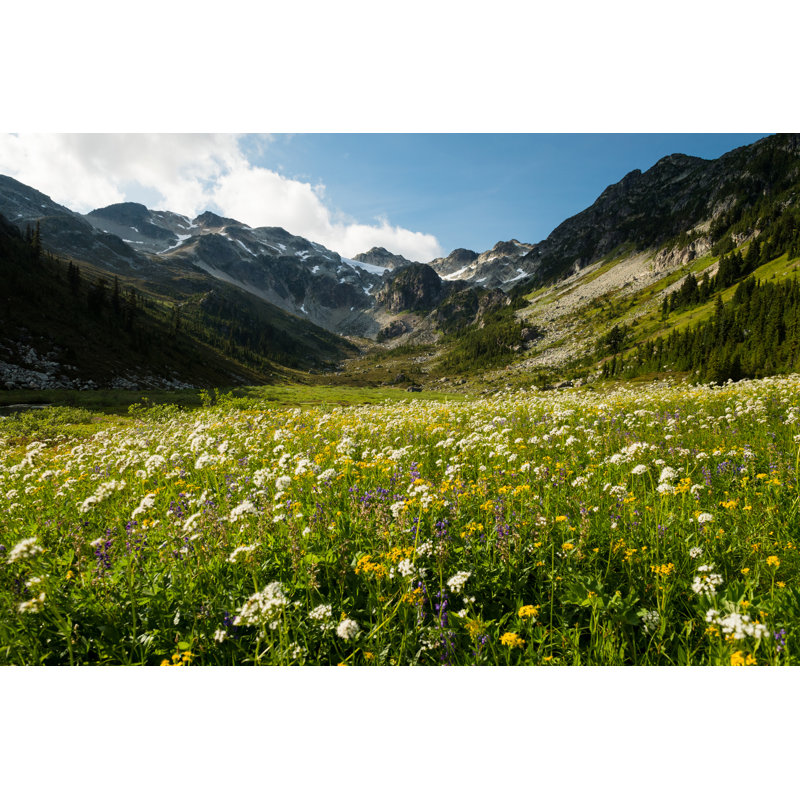 Mountain Wildflowers In Bloom by StockstudioX - Print, 51cm H x 76cm W x 3.8cm D