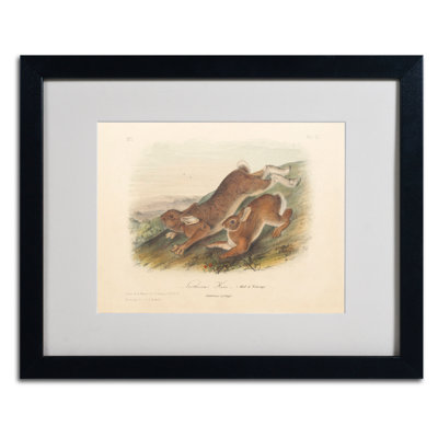 John Audubon - Single Picture Frame Print on Canvas