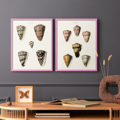 Cone Shell Collection III - reproduction encadrée de qualité supérieure - prête à être accrochée - aucun clou requis - aucun clou requis
