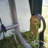 Round Style Shelter, Green Cover-9748795-2992065