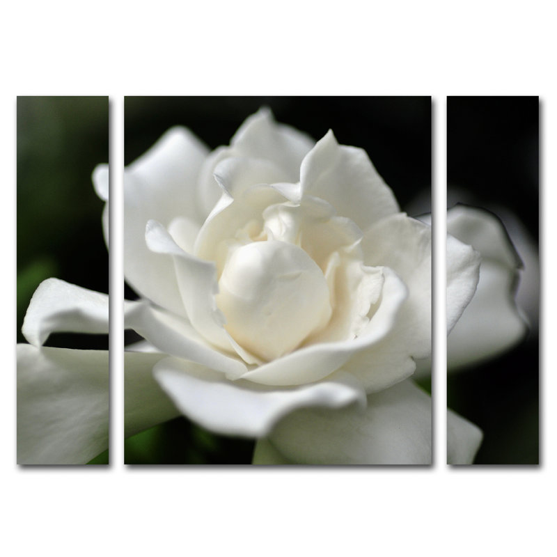 « jolie gardenia », ensemble de 3 reproductions de photos sur toiles tendues, H 30 po x l 41 po x P 2 po
