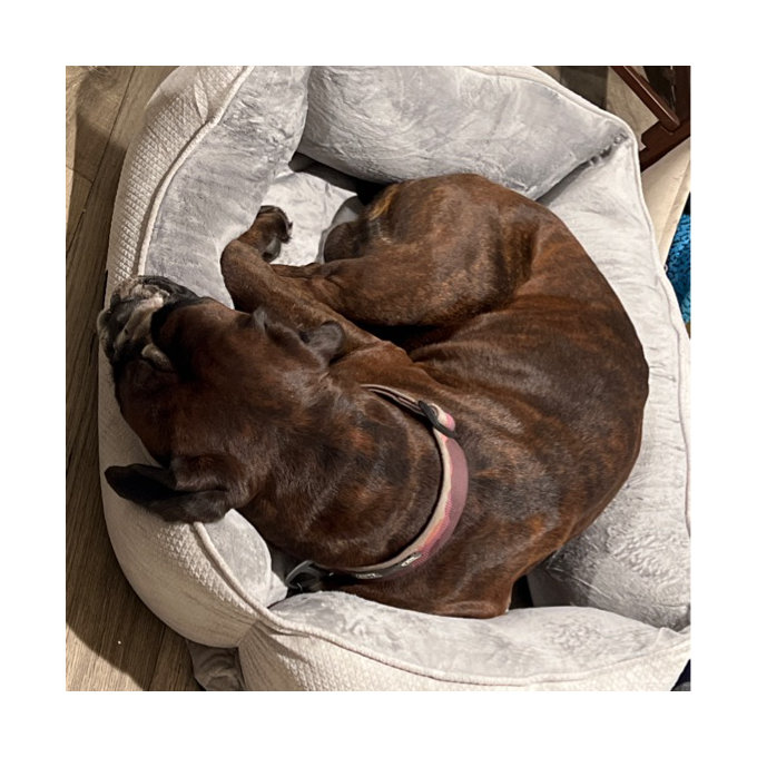 Serta Cuddler Pet Bed - Mocha Mini Dog Bed With Plush Bolster, Ortho Foam & Removable Cover - View #2