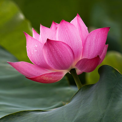Perkasie " Lotus Flower " by Bvh2228