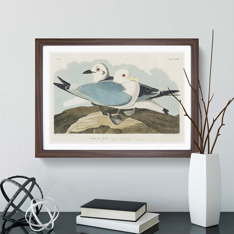Two Kittiwake Gulls by John James Audubon - Framed Print, 27cm H x 36cm W x 2cm D, Walnut Framed