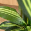 Adcock Artificial Dracaena Tree in Pot-737176448