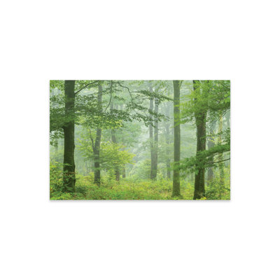 " Misty Summer Forest " by Adam Burton