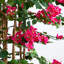 5 pi. Bougainvillée artificiel de luxe