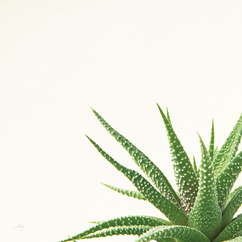 Succulent Simplicity II Neutral by Felicity Bradley - Wrapped Canvas Print, 91cm H x 91cm W x 3.8cm D