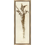 Napa Valley 1872 Herbarium VI Print