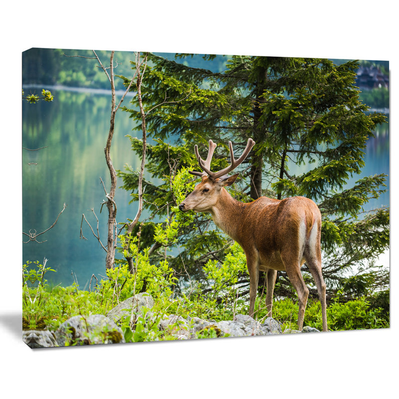 « designart-cerf staging near near », reproduction de photo sur toile tendue, reproduction de photo sur toile tendue