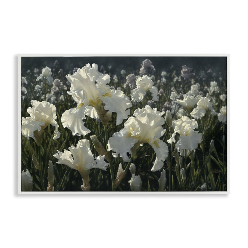 White Iris Garden Framed Giclee, design by Collin Bogle, 16" H x 24" W, Coastal White Framed Giclee