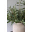 Branche de feuille d'olivier 33 po